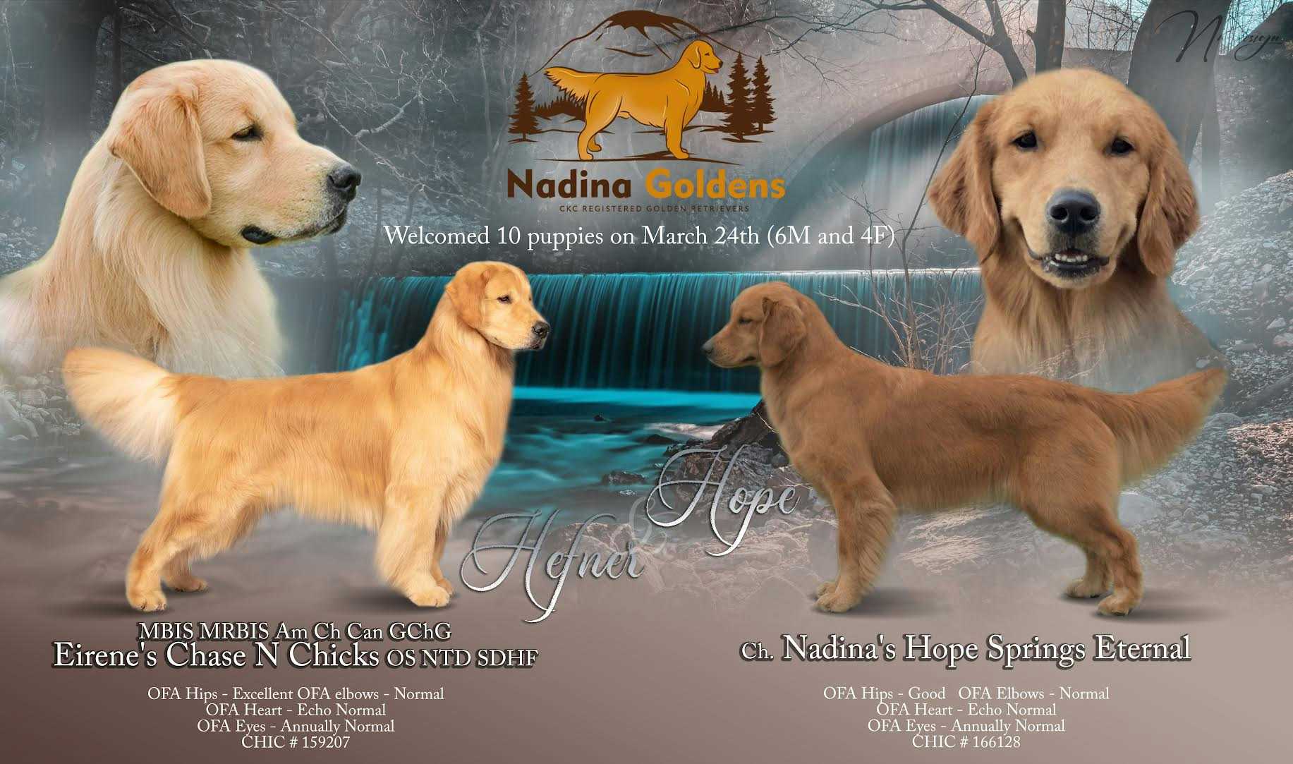 Hope x Hefner litter announcement 2024 - 6 males and 4 females