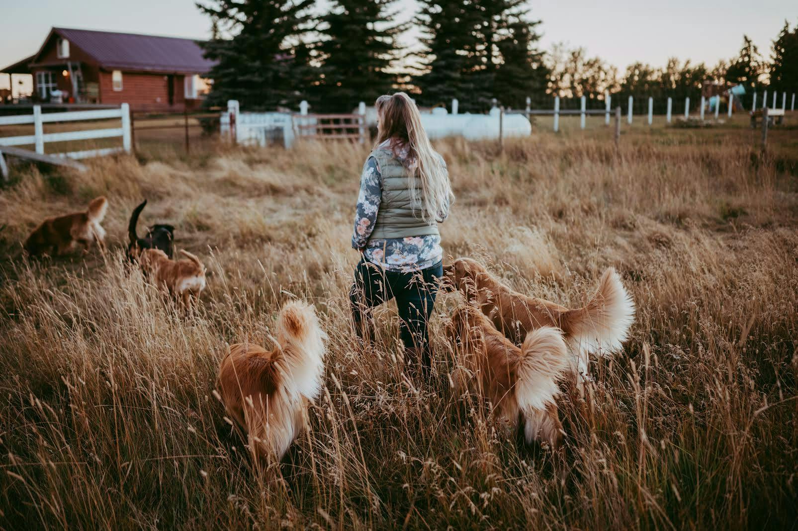 Nadina Golden Retrievers - dogs walking in a field